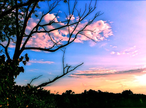 Tree by Maybethereisnt, iphone4sunset tree