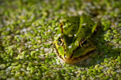 Danish Frog by Jim Jonasson