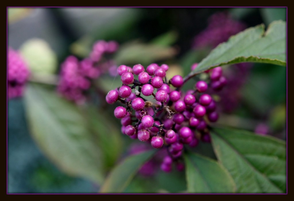 my callicarpa is great this year......and on explore!