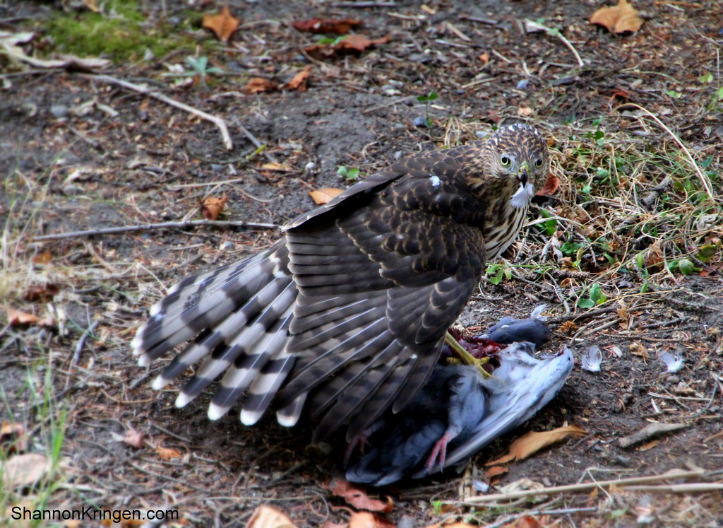 hunter eating | i saw this right outside my window today! wo… | Flickr