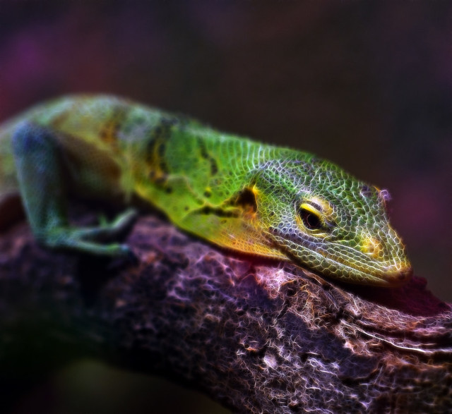 Green Monitor Lizard