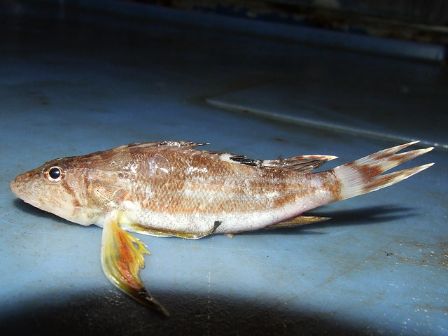 Apistidae>Apistus? Longfin Waspfish DSCF4727