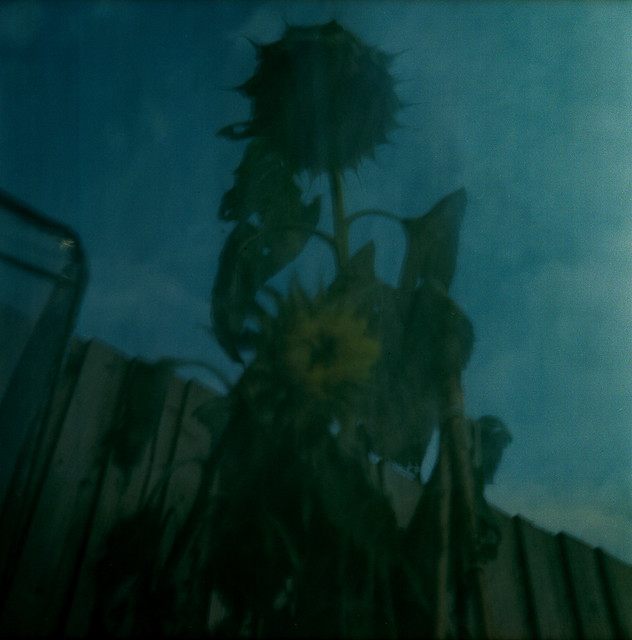 Sunflowers - Recovered Negatives