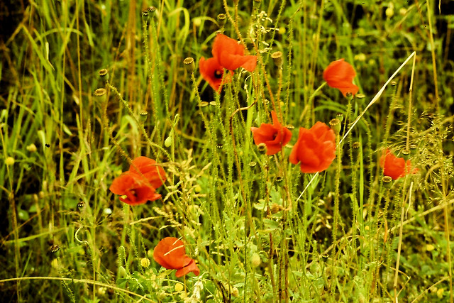 Poppies in Northumberland