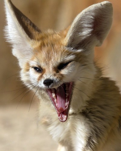 Fennec Fox Yawn 2