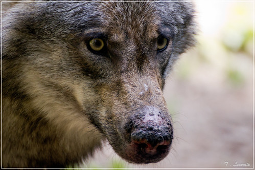 Wolves / Loups | by ThomasLecomte