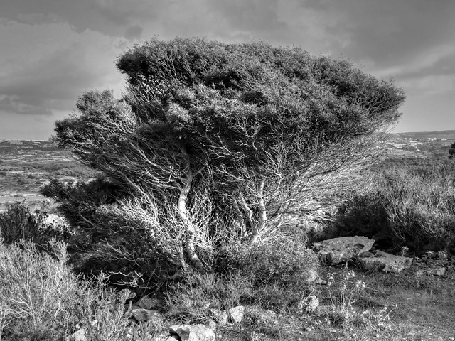 Araar tree - Tetraclinis articulata.  Mellieha, Malta