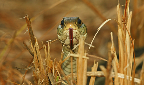 florida reptile snake preserve garder guana a700 70400g alphamegapixel alphamegapixelcom