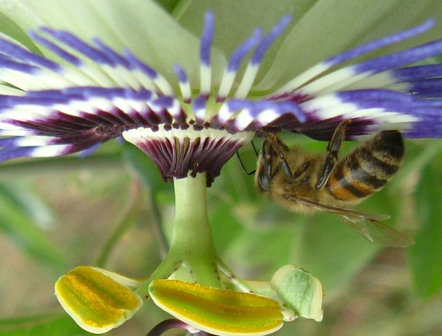 Honey Bee on Exotic Passion Flower of Southwark Park, London @ 7 September 2011 (Part 7 of 7)