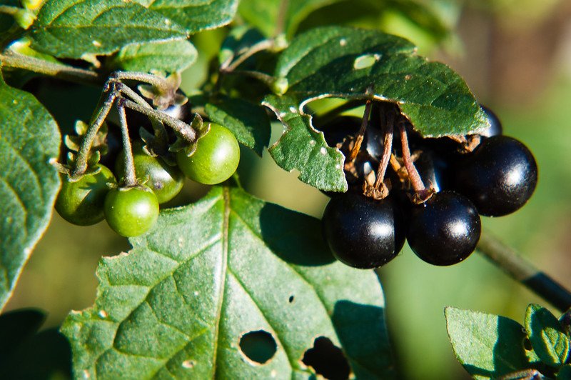 Black nightshade berries