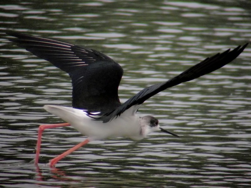Black-winged Stilt flying