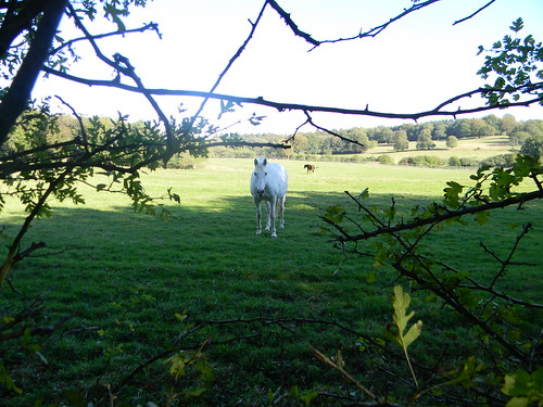 Horse Guildford to Horsley