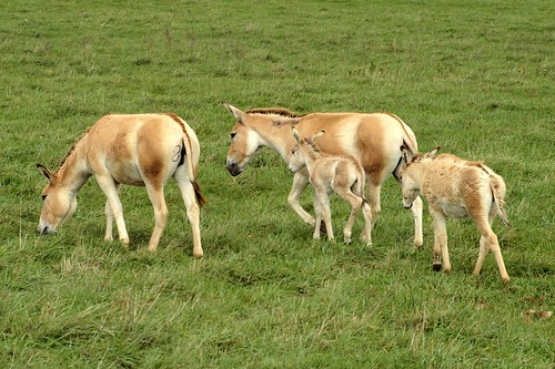 ohio nature animal mammal persian preserve cumberland equus wilds onager hemionus