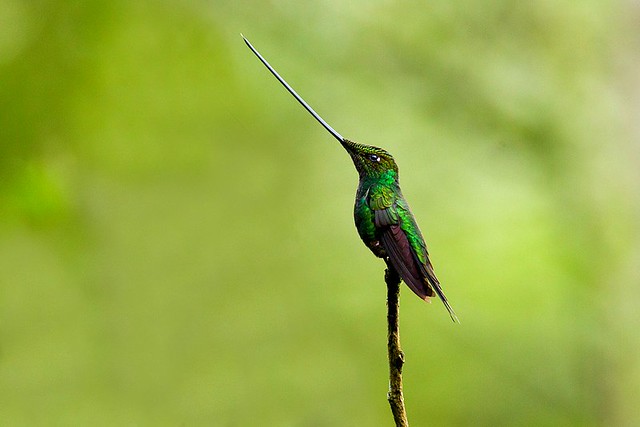Sword-billed Hummingbird - Guango Lodge - Ecuador_S4E4619