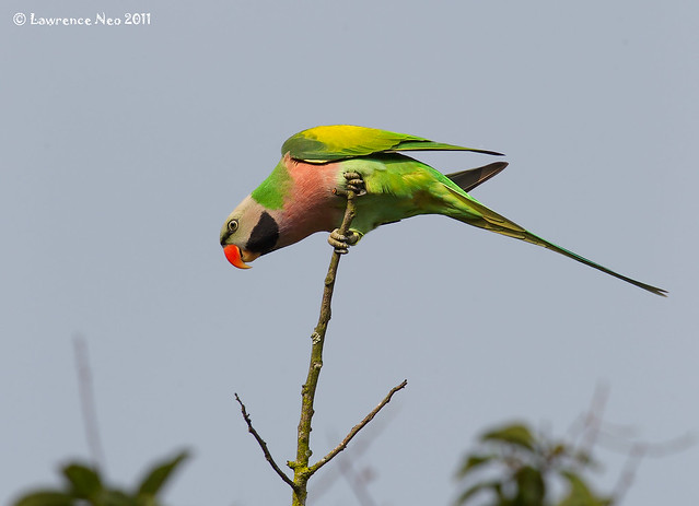 Red-breasted parakeet (Psittacula alexandri) @ DFP_-20110830_0123