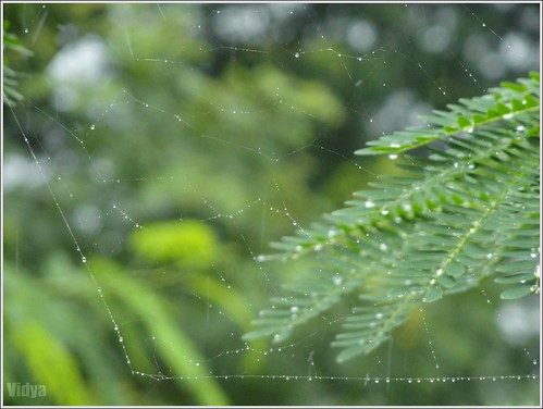 tree green net water leaves rain drops bokeh cobweb monsoon thin delicate fragile