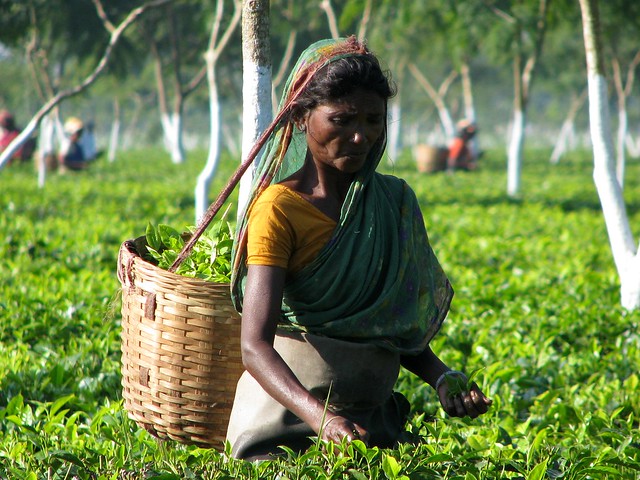 Tea picking lady in Assam