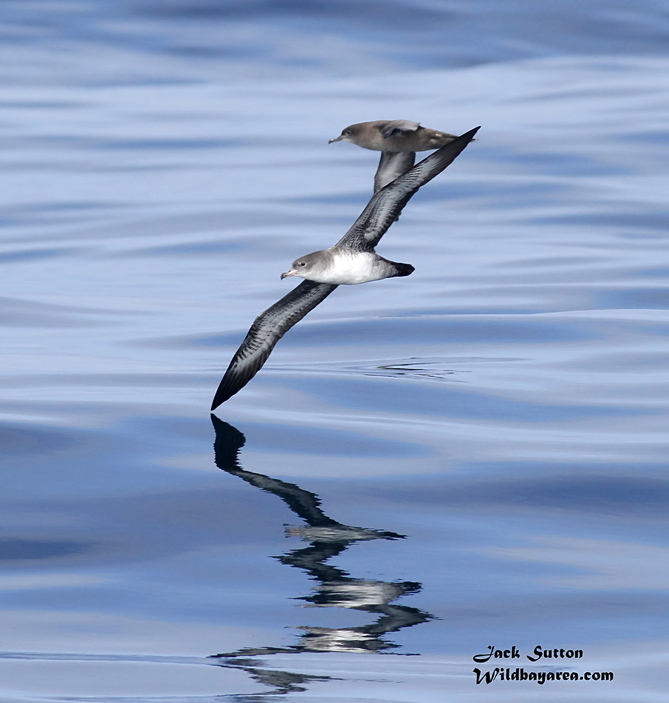 Pink-footed and Sooty Shearwater Pair