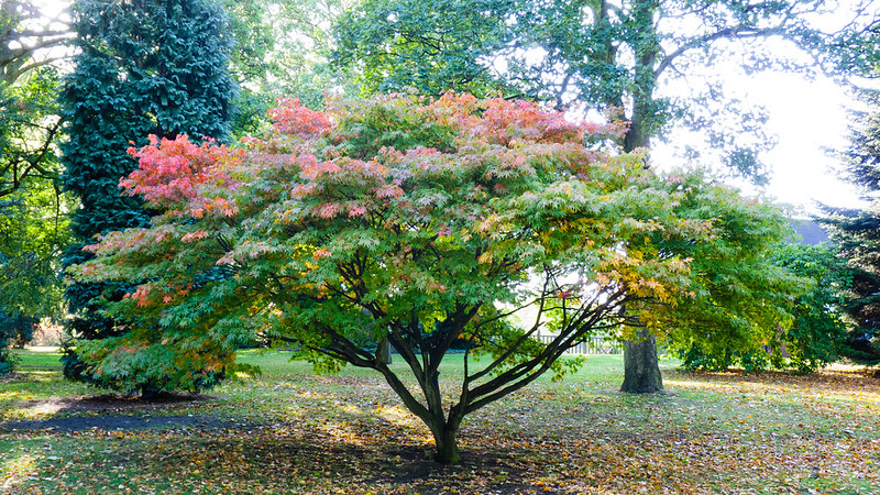 West Park Japanese acers beginning to turn, 2011