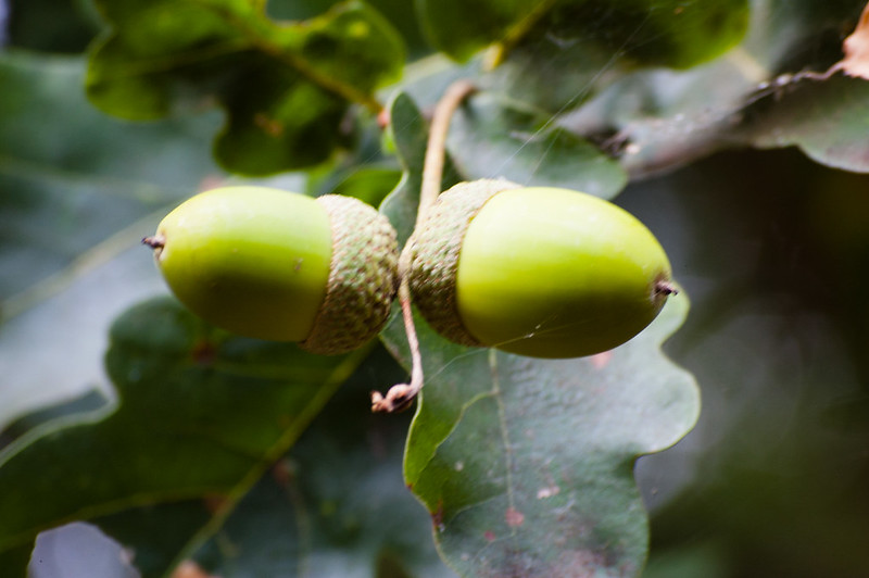 Ripening acorns