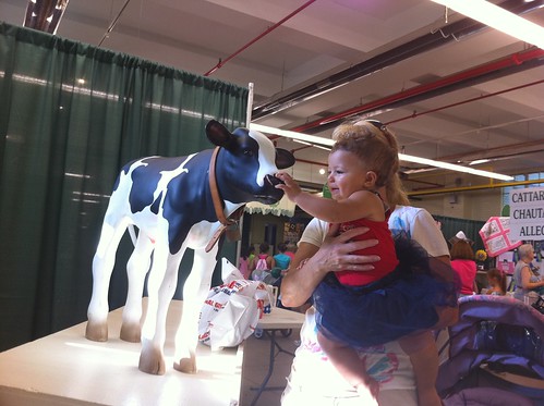 Meeting Cal the cow