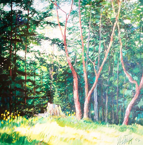 Sunlit grass beneath slender forest trees