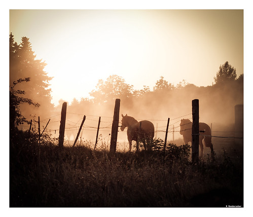 dust, horse & light... by Rémi Vonderscher, light sunset horse