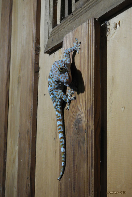 Fat blue gecko