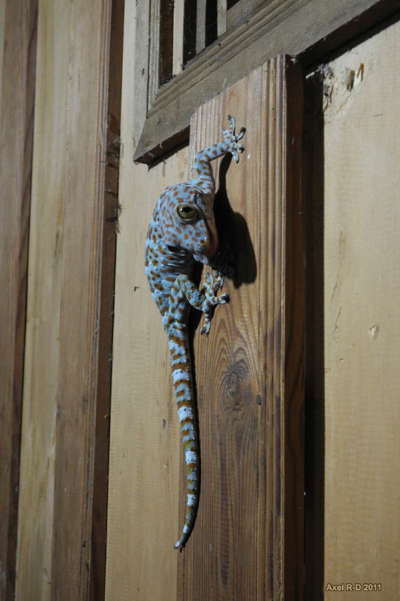 Fat blue gecko