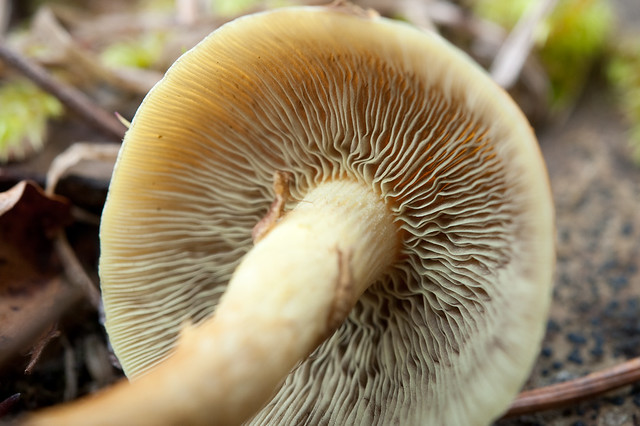 Pale-yellow toadstool gills
