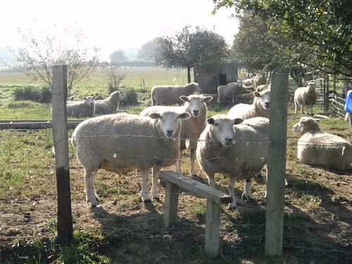 Ewe weren't thinking of coming this way were ewe? Just try. Ham Street to Appledore