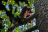 Wild Orangutan - Kutai National Park, Indonesian Borneo