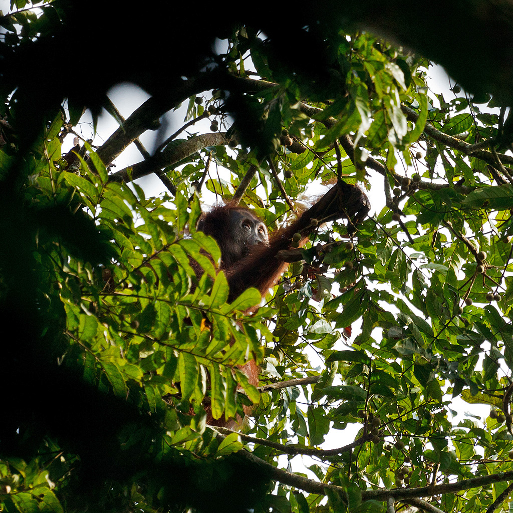 Wild Orangutan - Kutai National Park, Indonesian Borneo