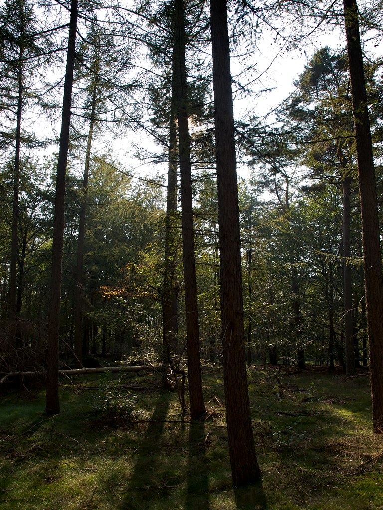 Bos Birkhoven