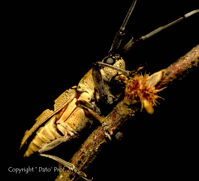 Spotted longhorn beetle -2