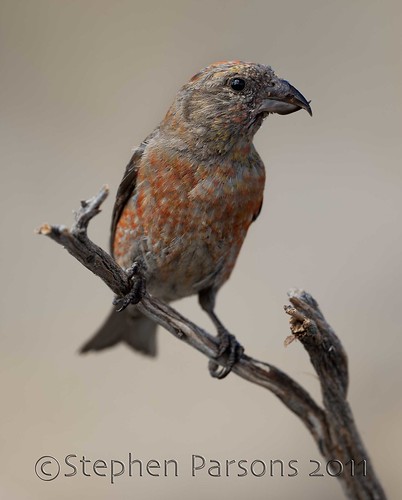 Red Crossbill (Loxia curvirostra) by Wandering Sagebrush