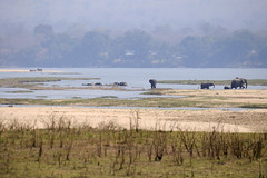 Zambezi elephant swim sequence #1