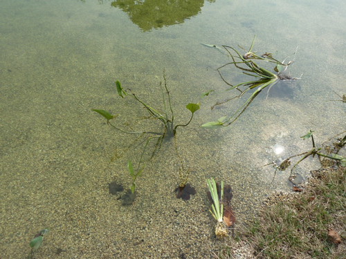 Aquatic plants.