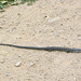 Flickr photo 'Southern Alligator Lizard' by: Snap Man.