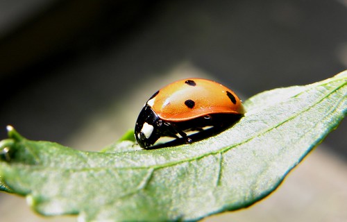 nature insect beetle ladybird ladybug lieveheersbeestje coccinellaseptempunctata zevenstippeliglieveheersbeestje