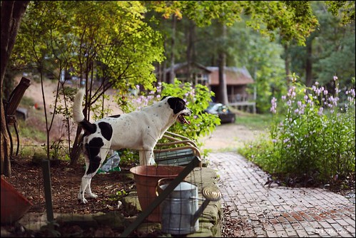 flowers blackandwhite dog pet animal garden cabin jasper path country rustic alabama scenic canine spots spotted wateringcan oldfashioned backwoods