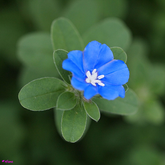アメリカンブルー Evolvulus アメリカンブルーの花言葉は 溢れる想い ふたりの絆 だそうです Hanatomosan Flickr
