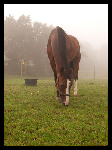 horse mist grass animal misty fog denmark october foggy olympus well will pasture scandinavia zuiko grazing welldone rands gelding 2011 e420 egum karinashorse 21yearsoldhorse