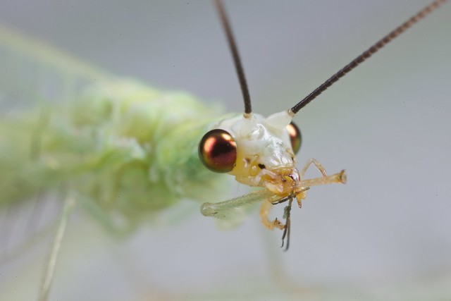 Green lacewing eating aphid 30