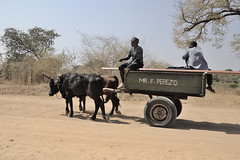 Ox cart logistics