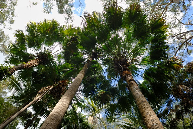 Livistona australis – cabbage palm