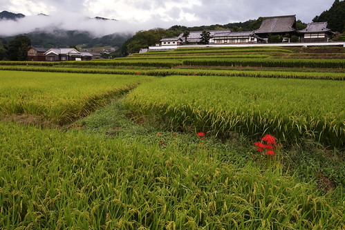 morning field japan temple countryside rice 日本 nara asuka 奈良 彼岸花 飛鳥 明日香 橘寺 tachibanatemple