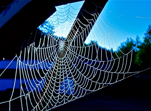 Spider Web .. by Kjetil Øvrebø