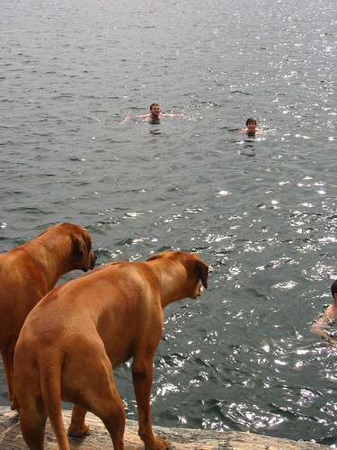 The ridgies were concerned about the people swimming... | by thought & found / Sheila