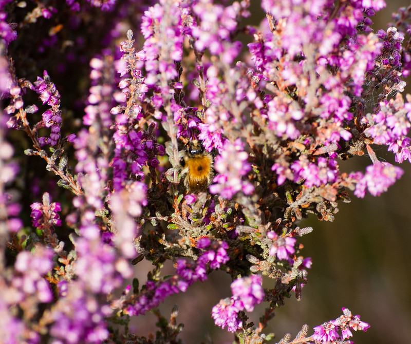 Bee feeding on heather flower, Highgate Common